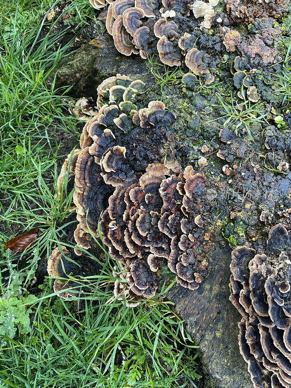 近距离的土耳其尾支架真菌(Trametes versicolor)生长在一棵腐烂的树的树干上，腐烂的野枫(槭)的树桩在草坪上，高架视图